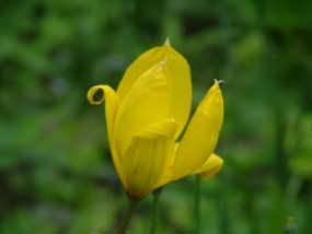 Tulipa sylvestrisBostulp bestellen